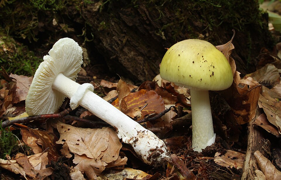 Death cap