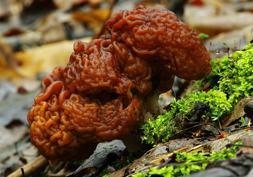 False morel