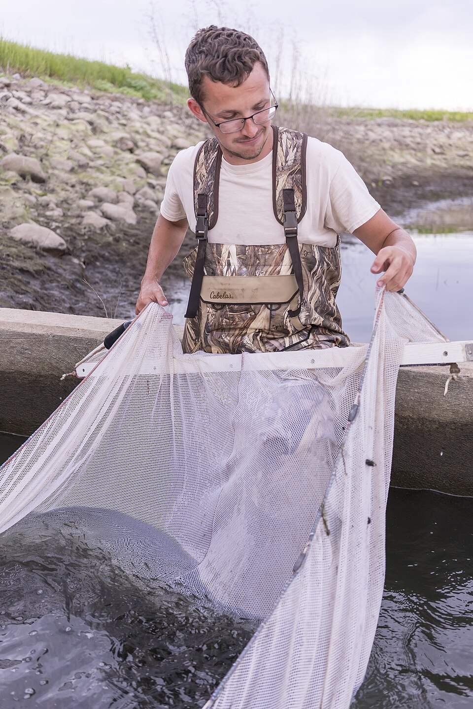 Harvesting a rearing pond at Gavins Point National Fish Hatchery, South Dakota: the pond is drained slowly and the fish gathered with a seine net.