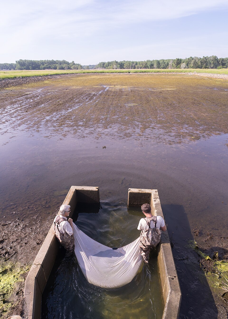 Harvesting a drained pond at Gavins Point National Fish Hatchery, South Dakota (2021): the pond bottom is nearly dry and two workers in waders seine the fish (yellow perch) gathered in the concrete catch basin at the outlet.