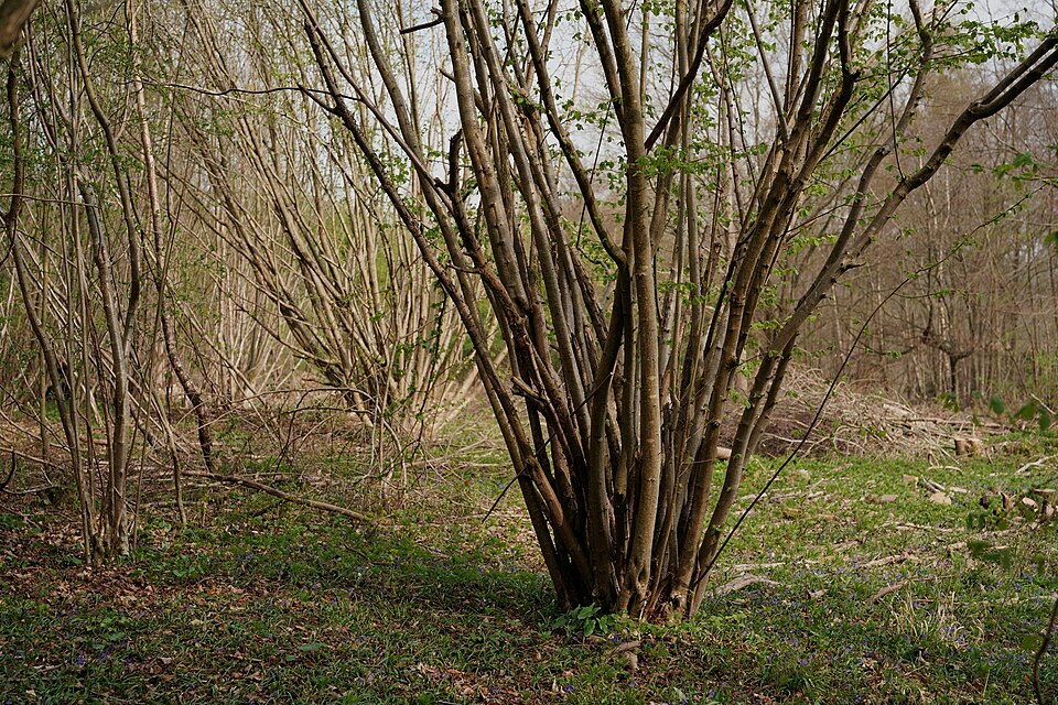 A hazel coppice stool: many straight poles from one base, cut every 7–10 years for centuries without killing the plant.