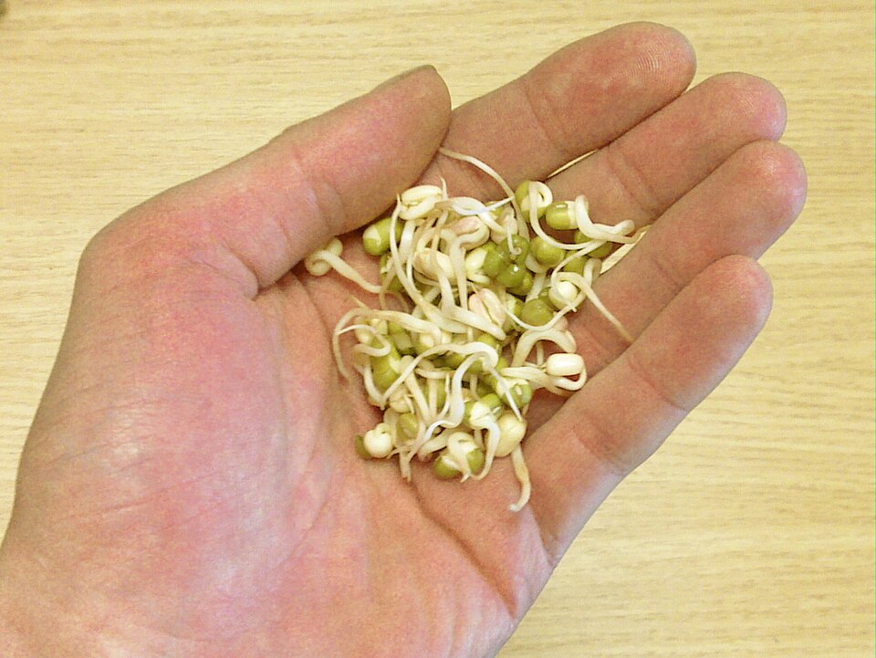 Mung beans after about three days of sprouting. Dried beans carry little vitamin C; sprouts like these carry about 13 mg per 100 g — eaten raw, 100 g a day holds off scurvy.
