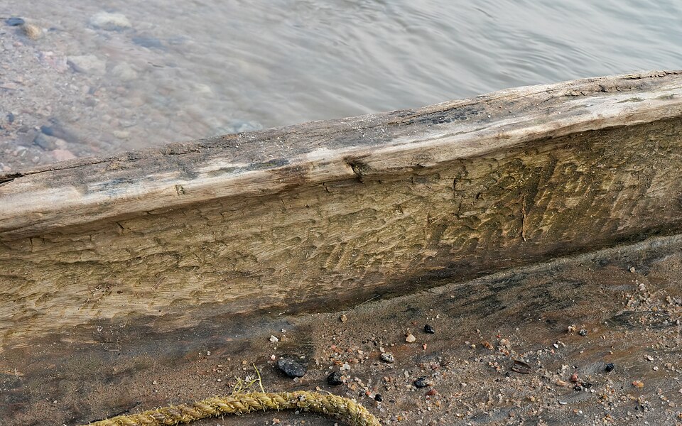 Inside a working dugout canoe on the Simsang river, Meghalaya: every facet on the wall is an adze stroke. Wall thickness is the thing the builder controls — too thick and the boat is heavy and rolls, too thin and it splits.