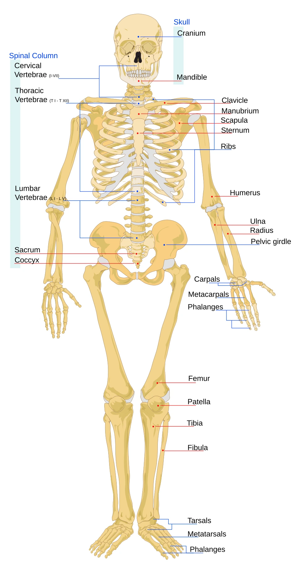 The adult skeleton from the front, with the main bones named: skull, spine, ribs and breastbone, shoulder girdle, arm and hand, pelvis, leg and foot.