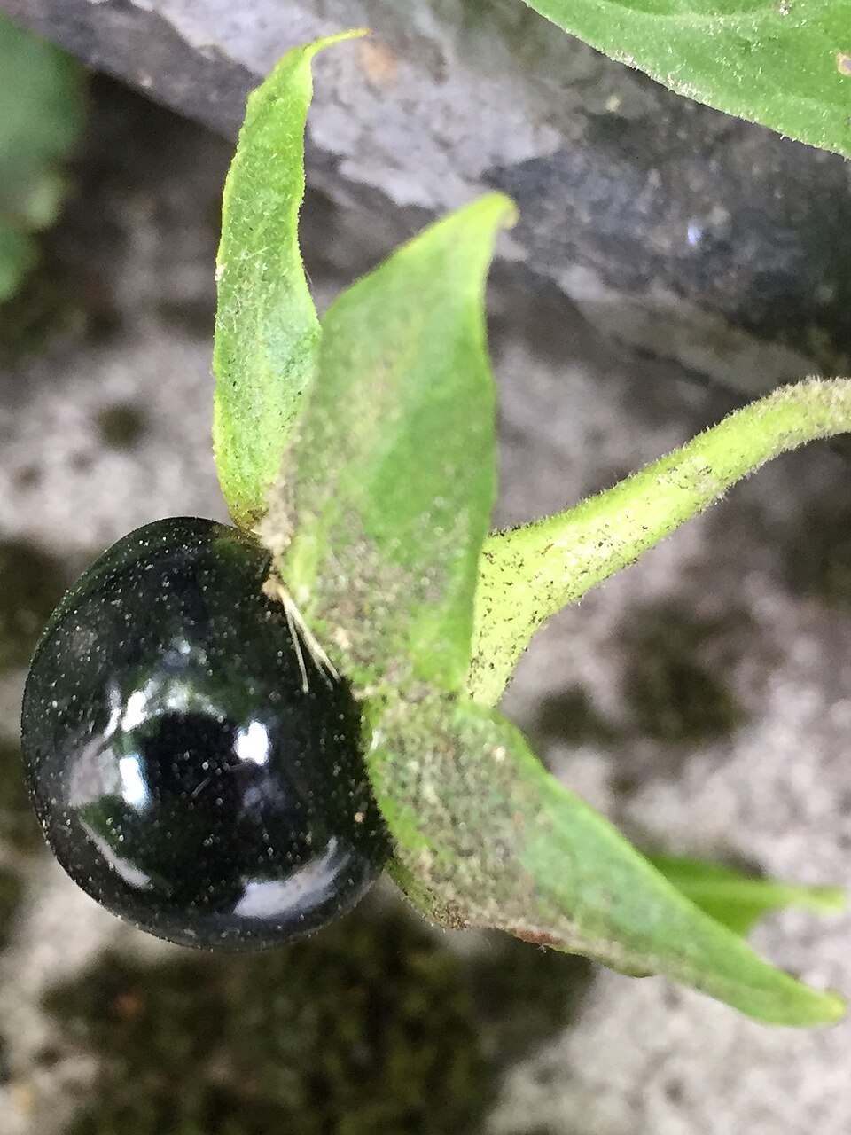 Deadly nightshade