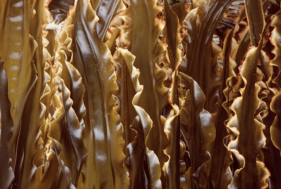 Kelp (kombu) hung to dry in Hokkaido. Dried kelp is the richest food source of iodine: about 1 g a week covers an adult, and a daily handful causes thyroid disease of its own.