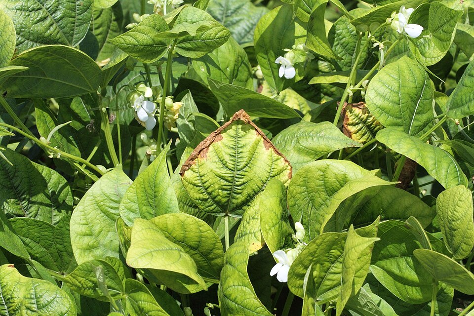 Potassium shortage in beans: older leaves turn yellow and then scorch brown from the edges inwards, while the young leaves stay green.