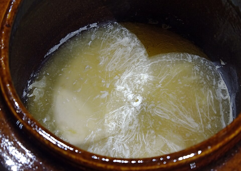 Kahm yeast on sauerkraut: a flat, creamy, wrinkled film on the brine. Harmless — skim it and keep the cabbage submerged. Fuzz or colour would mean mould.