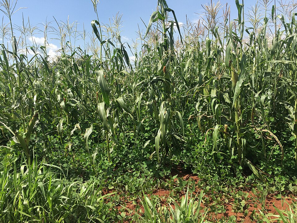 A push-pull field at icipe, Mbita, Kenya: the low green cover under the maize is Desmodium.