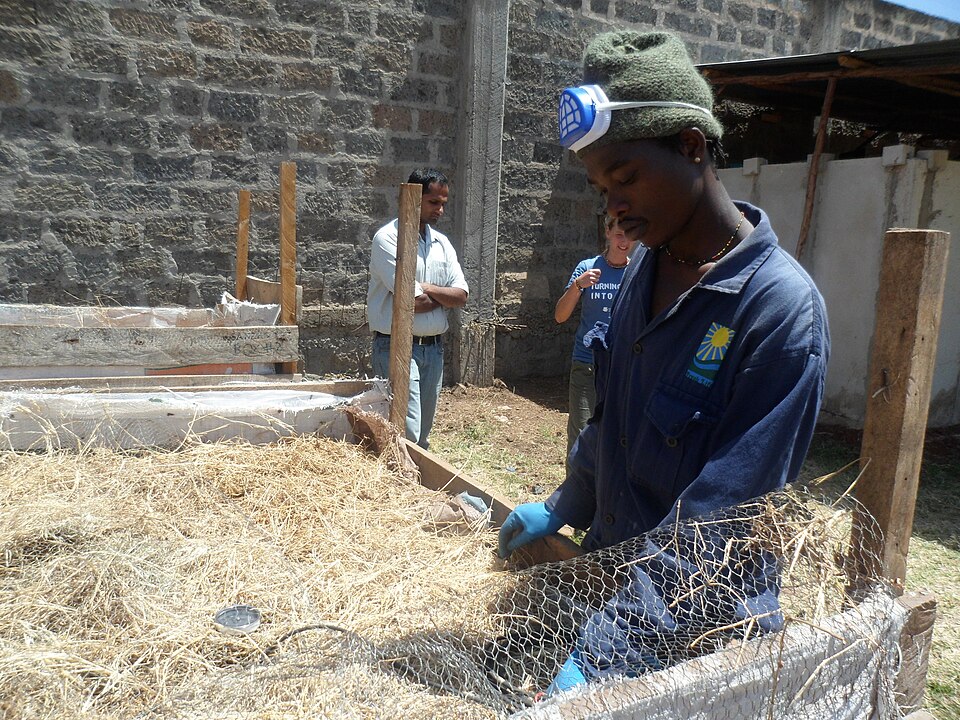 Reading the temperature inside a straw-covered compost bin: the thermometer, not the smell, says whether it is hot enough.