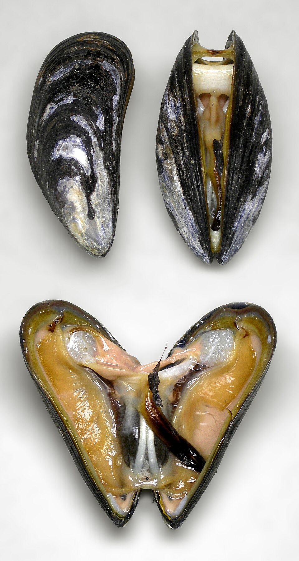 Mussel