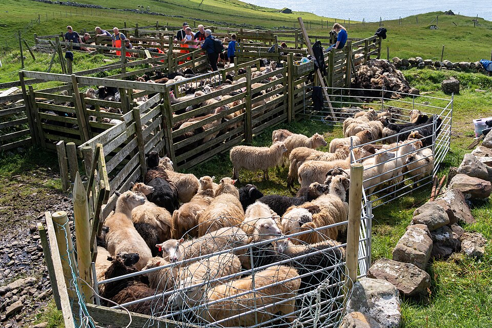 Sheep gathered into hurdle pens for shearing on the Faroe Islands. Pens and races turn a flock that would scatter into animals that can be handled one at a time.