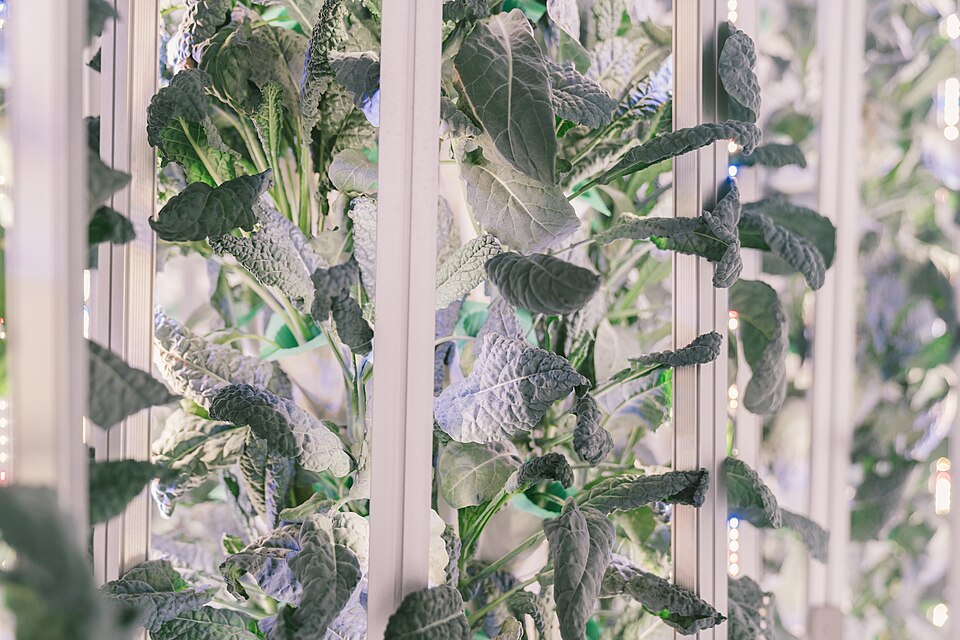 Leafy greens on vertical growing towers lit by LED strips (2022): the lamps stand close to the leaves on every side.