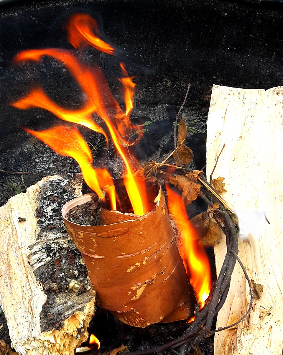 Birch bark taking flame. Its oils burn even when the bark is wet, which makes it the most forgiving tinder in any temperate forest.