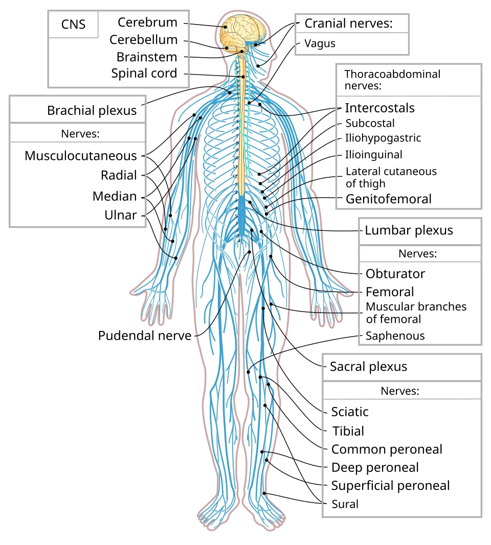 The nervous system: brain and spinal cord (the central nervous system) and the nerves that branch from them to every part of the body, with the main nerves of the arm and leg named.