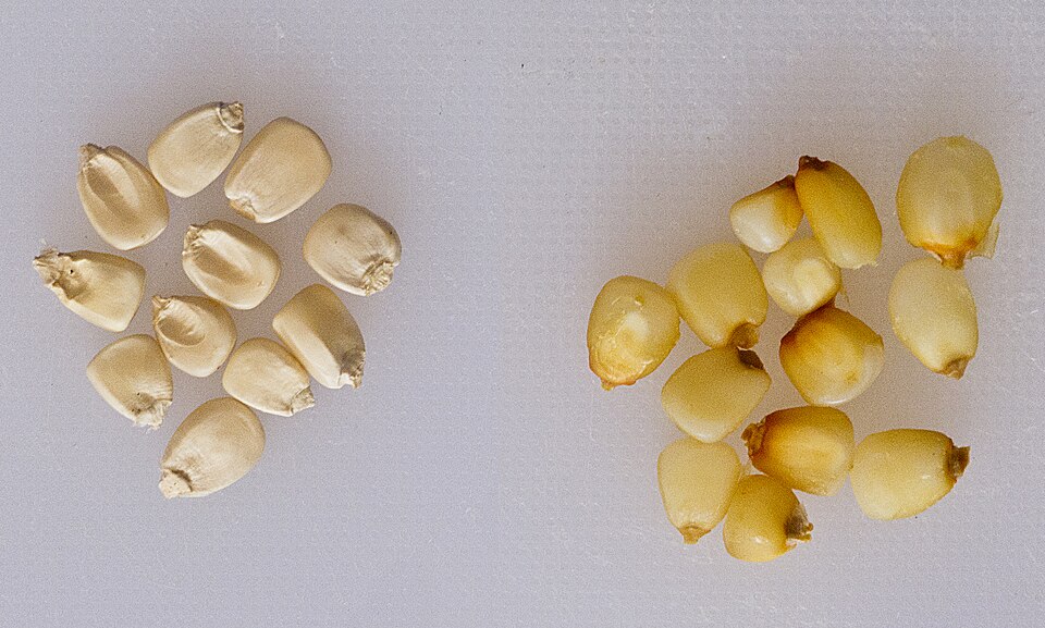 Dried maize (left) and the same maize after simmering and steeping in lime water (right): swollen, softened, skins loosened so they rub off. Only the right-hand kernels release their niacin to the body.