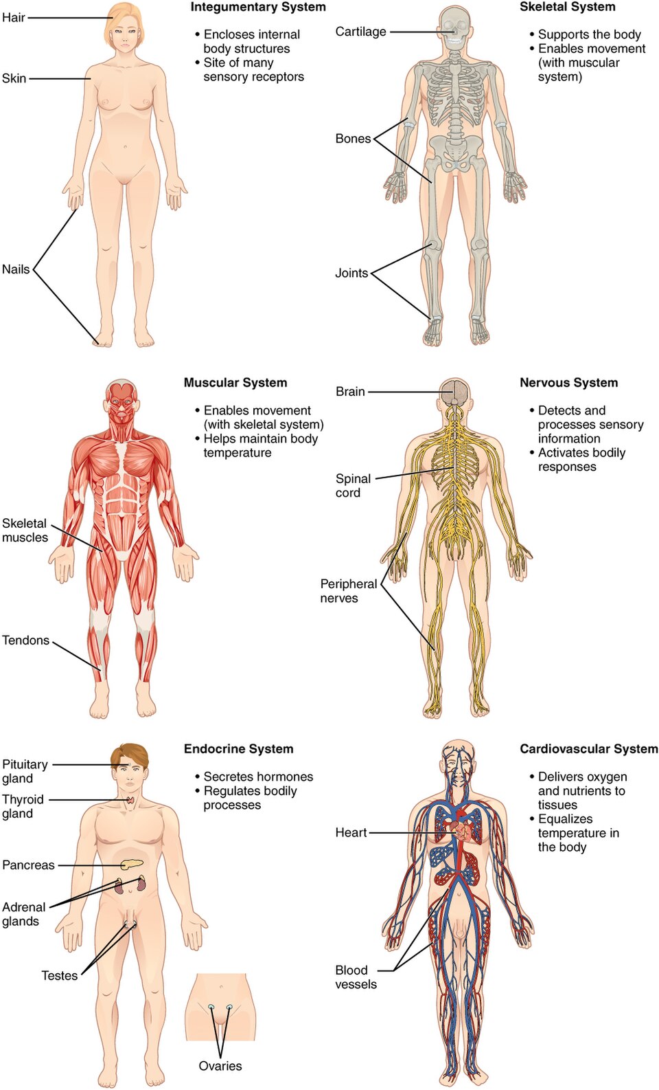 Organ systems of the body, 1 of 2: integumentary (skin), skeletal, muscular, nervous, endocrine and cardiovascular, each with its main organs and jobs.