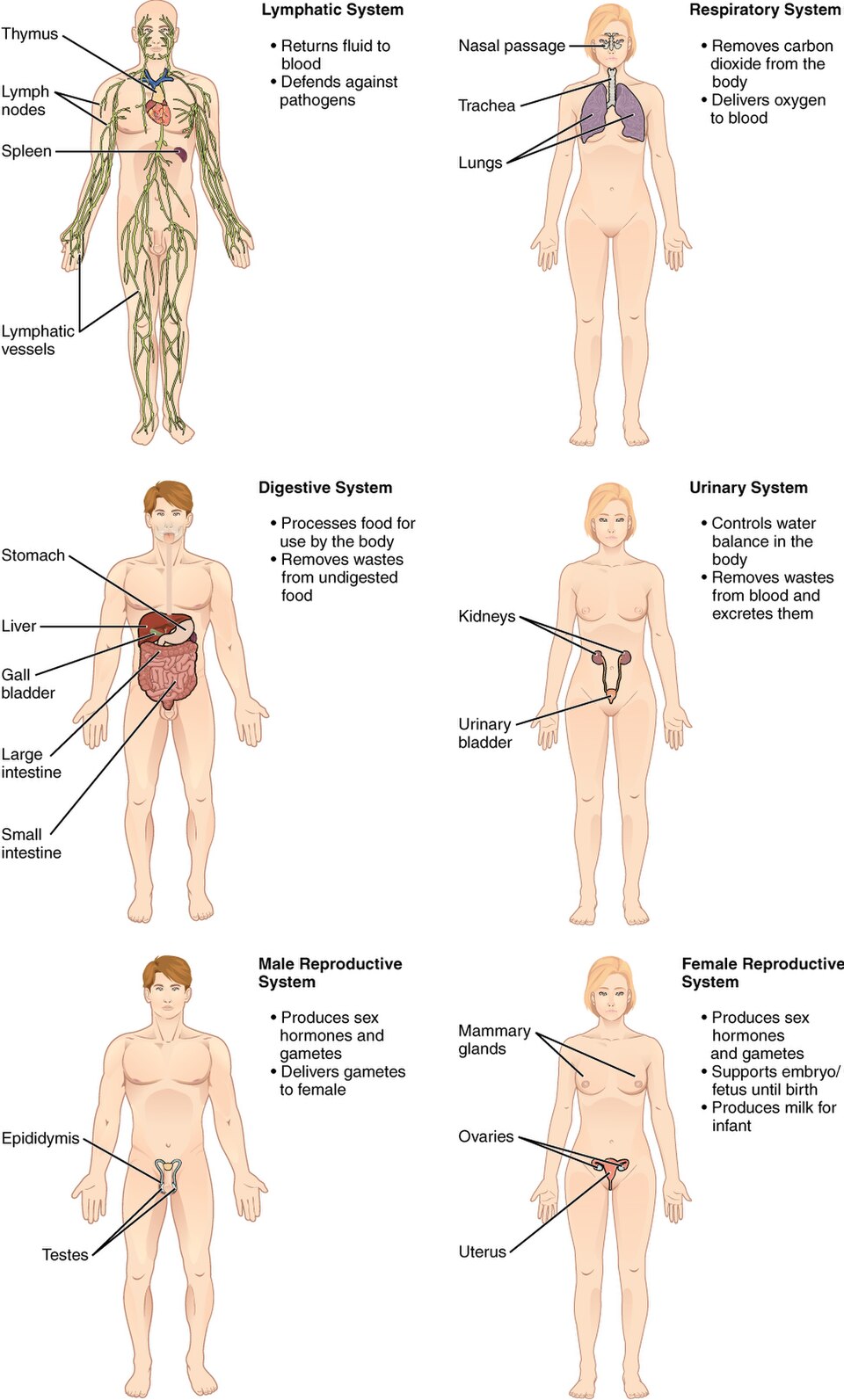 Organ systems of the body, 2 of 2: lymphatic, respiratory, digestive, urinary, and the male and female reproductive systems.