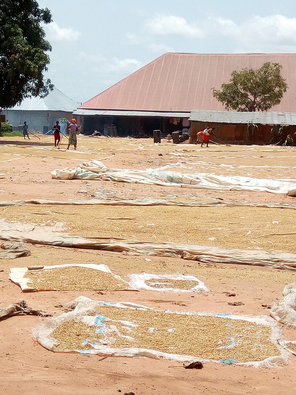 Parboiled paddy spread thin on sheets to dry before milling. It has to come down to about 14% moisture or it cracks in the mill and moulds in store.