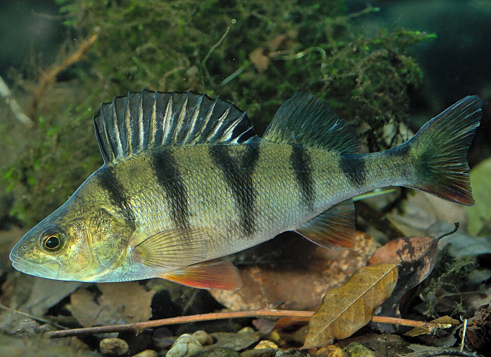 Perch