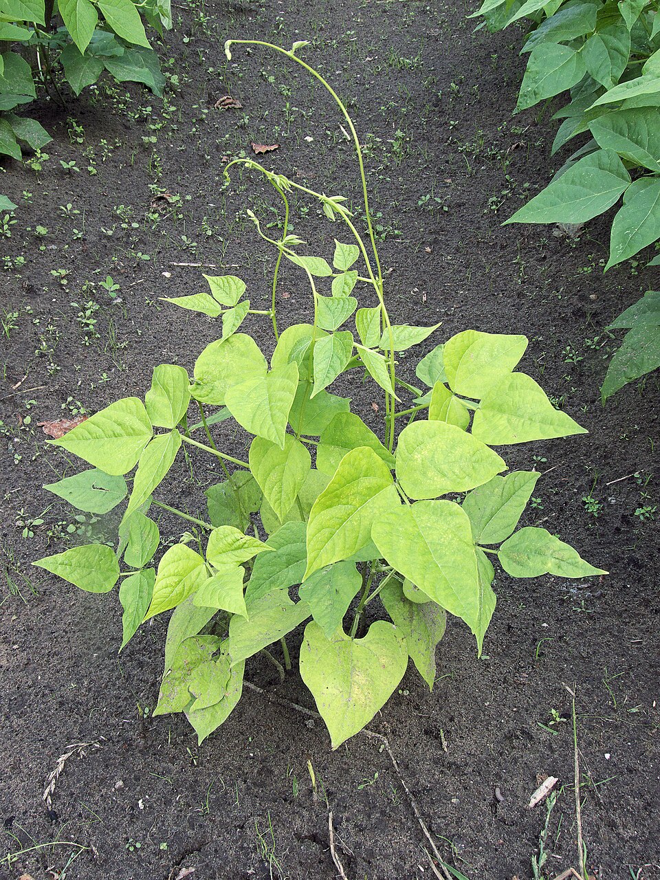 Nitrogen shortage in a bean plant: the whole plant pale yellow-green and stunted, next to healthy dark-green plants. The older leaves pale first.