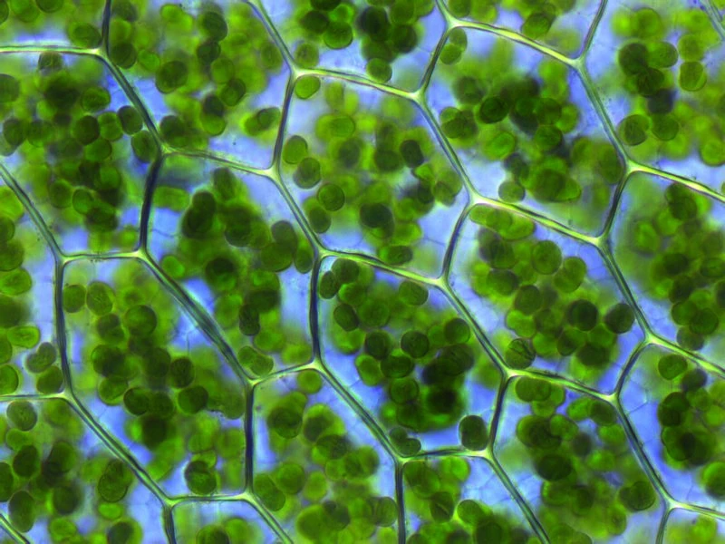 Leaf cells of a moss (Plagiomnium affine) under a light microscope: each cell is a box of cell wall packed with green chloroplasts, where photosynthesis happens.