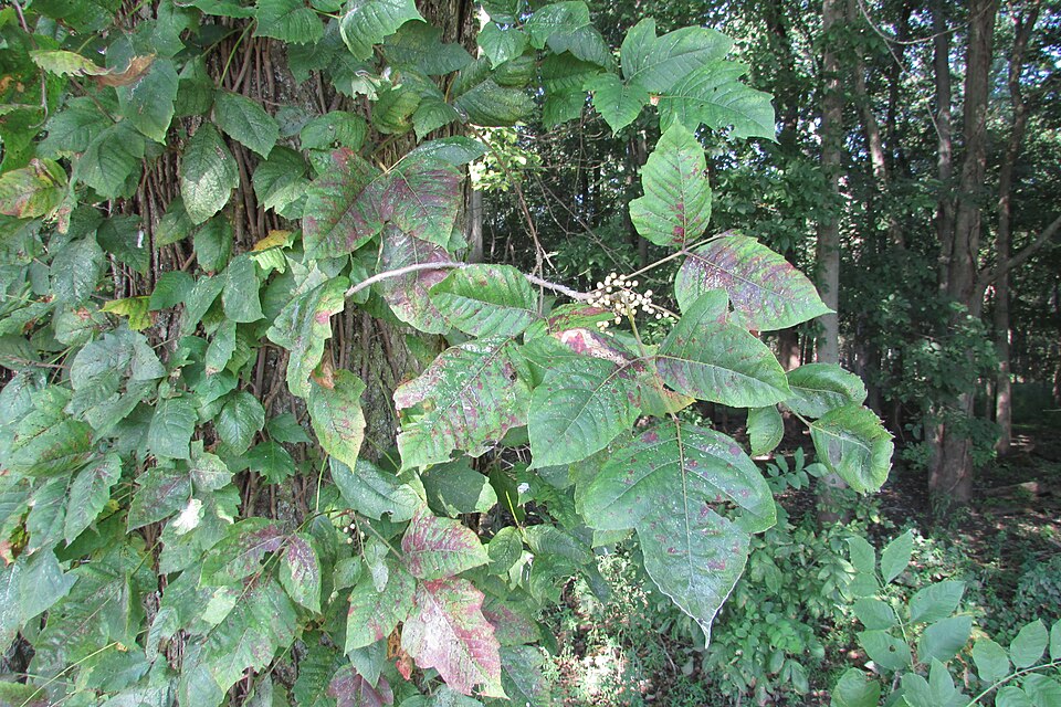 Poison ivy and poison oak