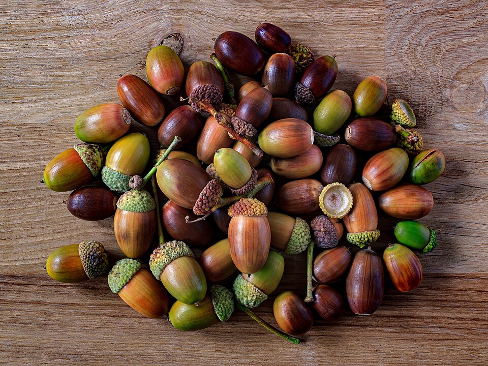 Acorns with their cups. The most abundant wild carbohydrate in temperate forest, and inedible until the tannins are leached out.