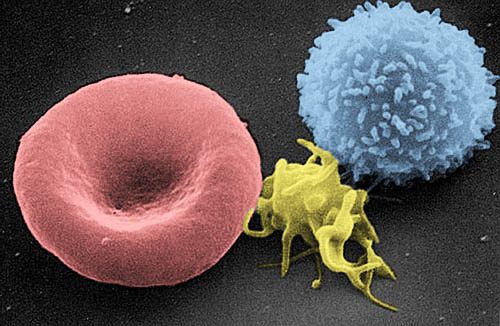 Blood cells under a scanning electron microscope, false-coloured: a red cell (left, a dimpled disc about 7.5 µm across), a platelet (centre) and a white cell (right).