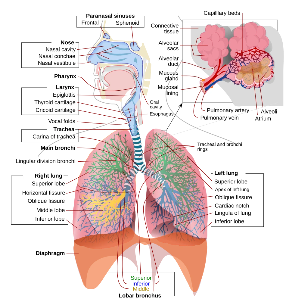 The airway and lungs: nose, throat, voice box and windpipe, then the bronchi branching into each lung, ending in the alveoli (inset), where blood picks up oxygen. The diaphragm below does most of the work of breathing.