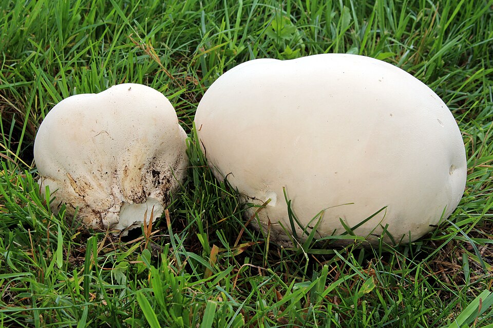 Giant puffball