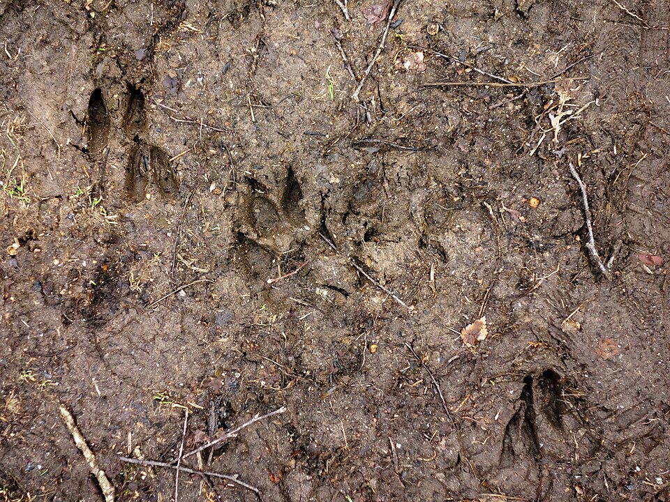 Roe deer