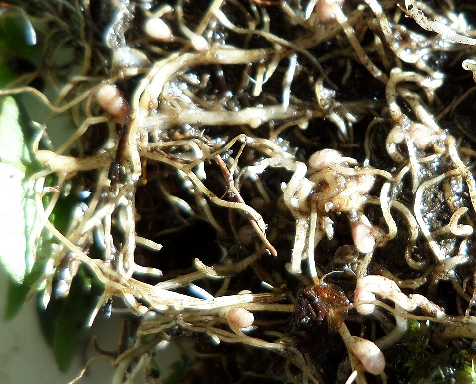 Nodules on legume roots, each a colony of Rhizobium bacteria fixing nitrogen from the air. Cut one open: pink or red inside means it is fixing; white or green means it is not.