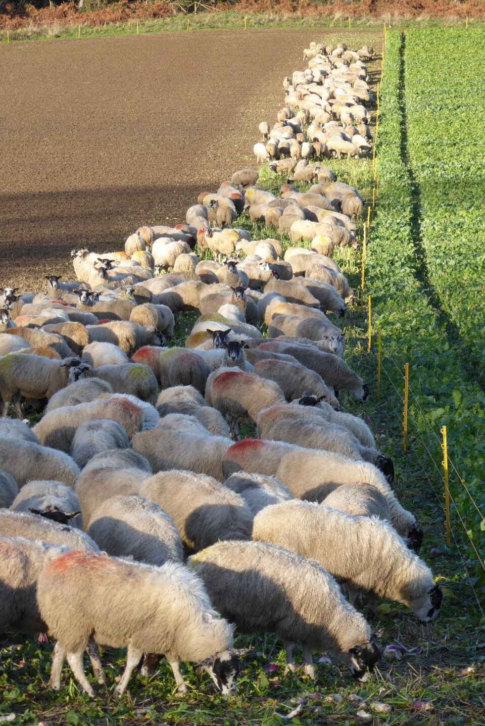 Sheep strip-grazing a field of turnips (2021): an electric fence is moved forward a strip at a time, so the flock eats the crop where it grew and dungs the field for the cereal that follows.