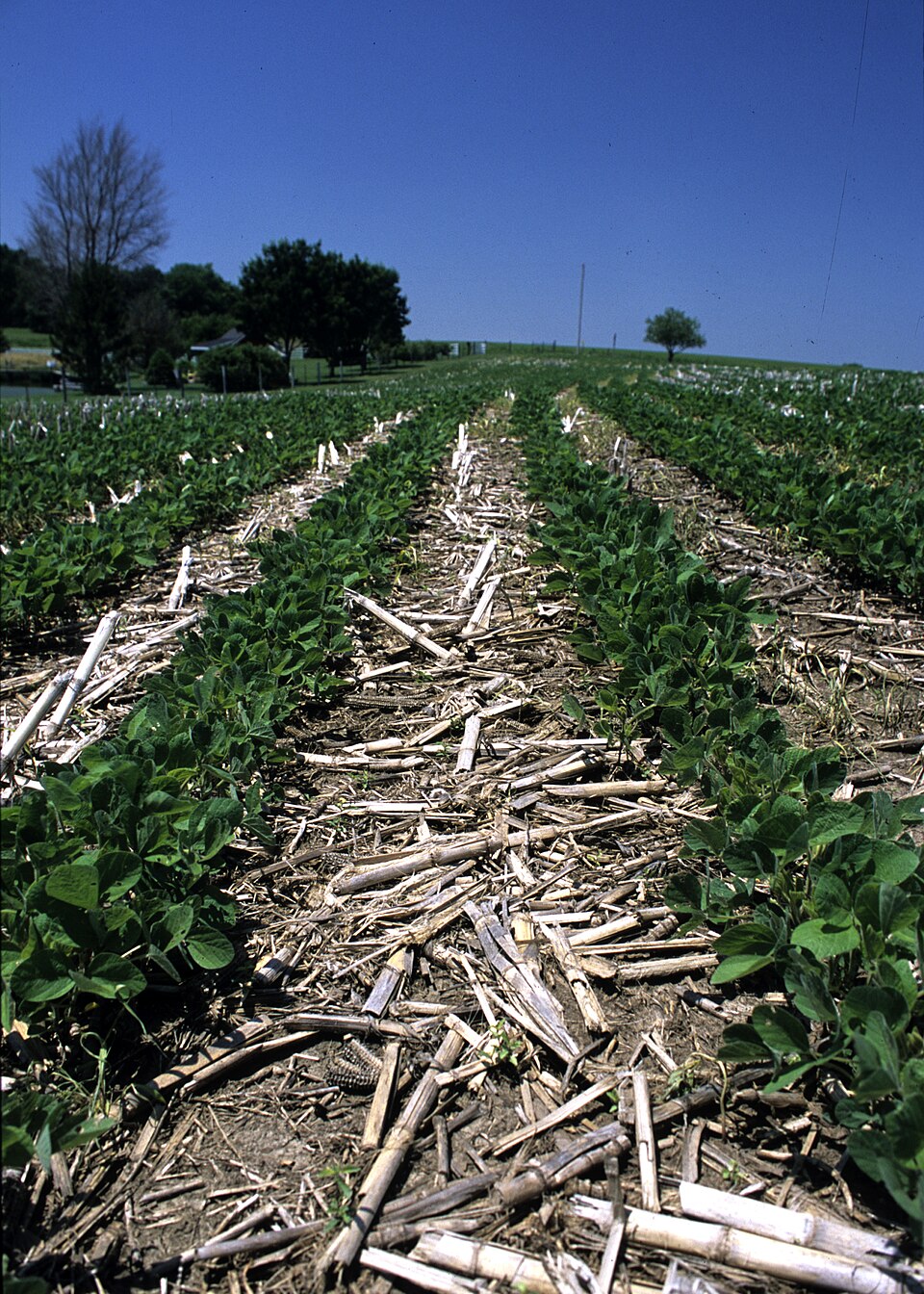 Soybeans sown straight into last year's maize residue, with no ploughing: the stalks keep the soil covered between the rows.