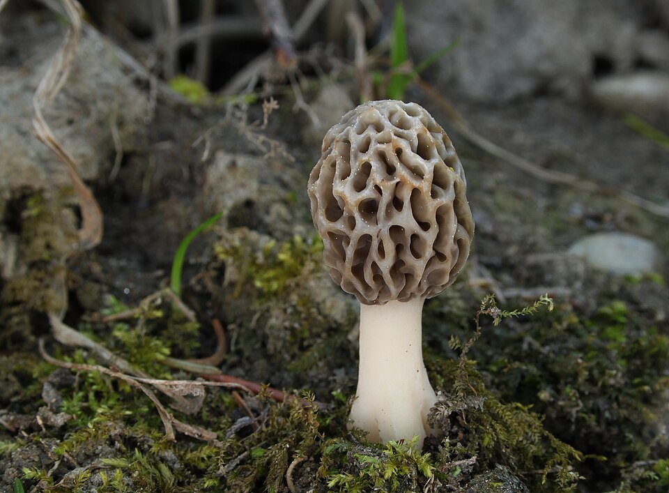 True morel