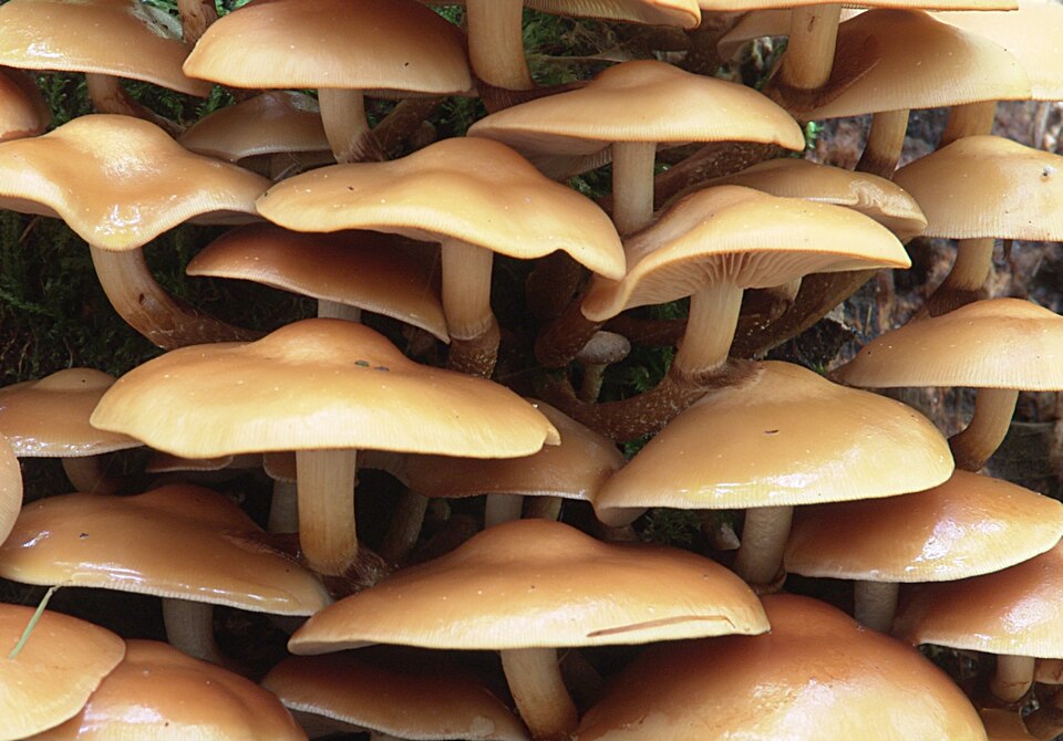 Sheathed woodtuft