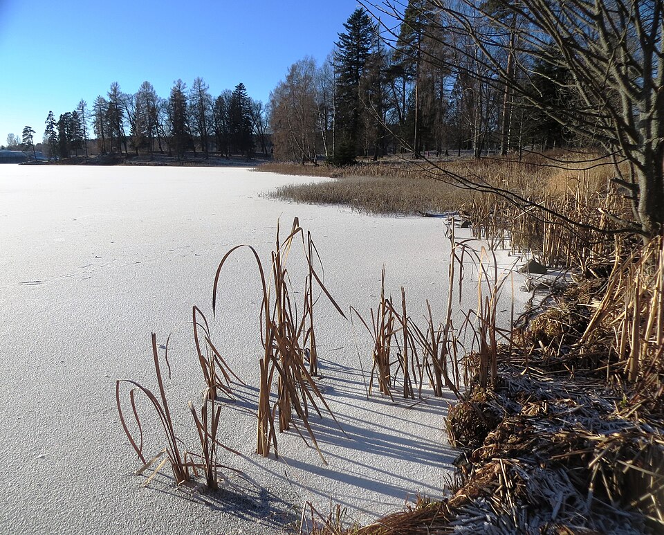 Cattail down