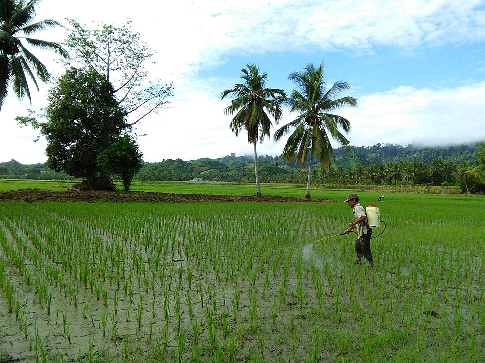 Spraying rice in Sulawesi, 2017: bare hands and face, and the spray drifting. The protection this job needs is exactly what is missing here.