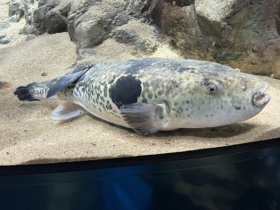 Pufferfish
