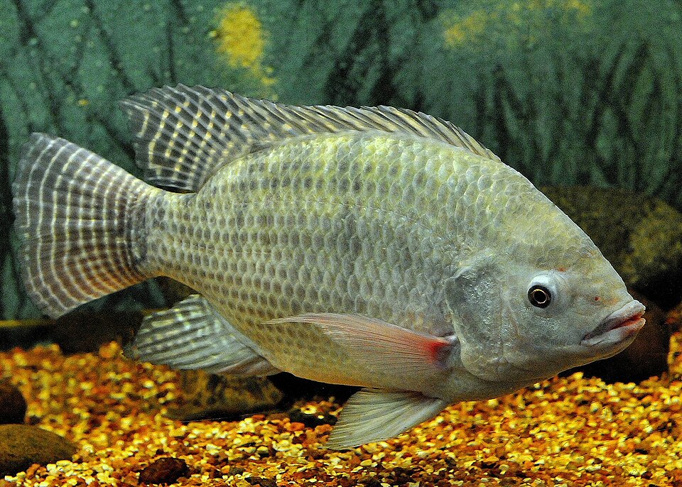 Nile tilapia