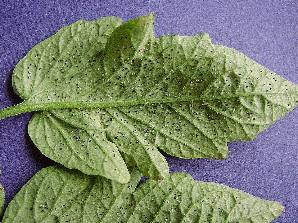 The underside of a tomato leaf with greenhouse whitefly scales: the white ones are healthy, the black ones have been parasitised by the wasp Encarsia formosa.
