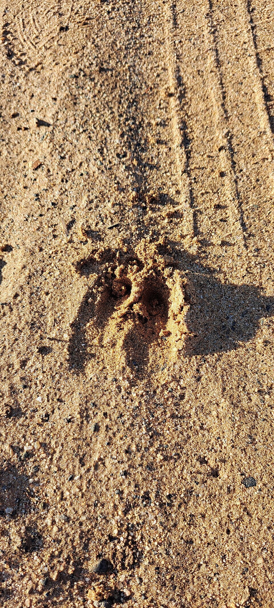 Wild boar