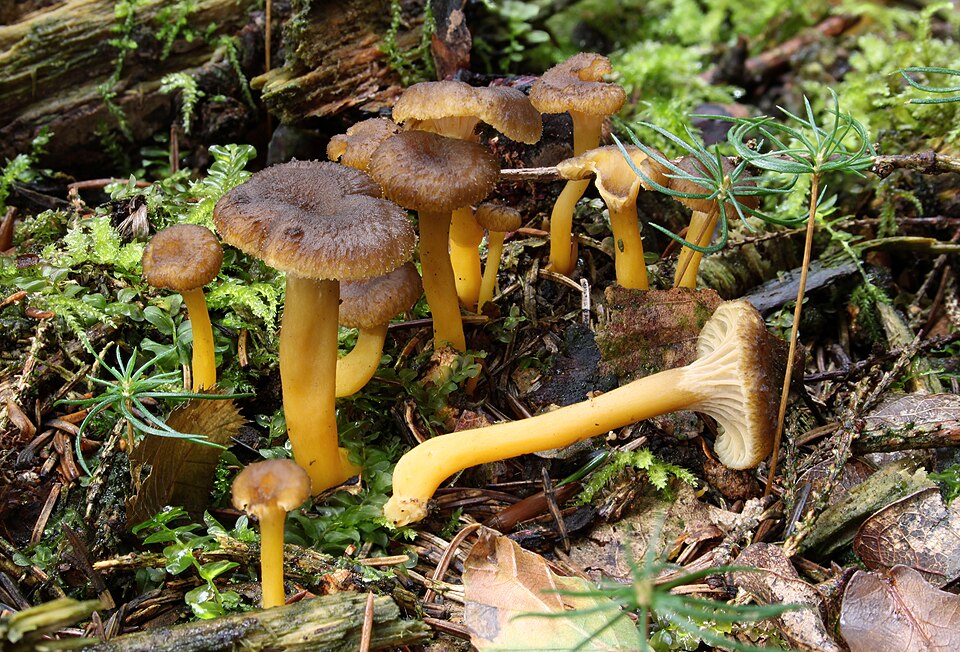 Winter chanterelle
