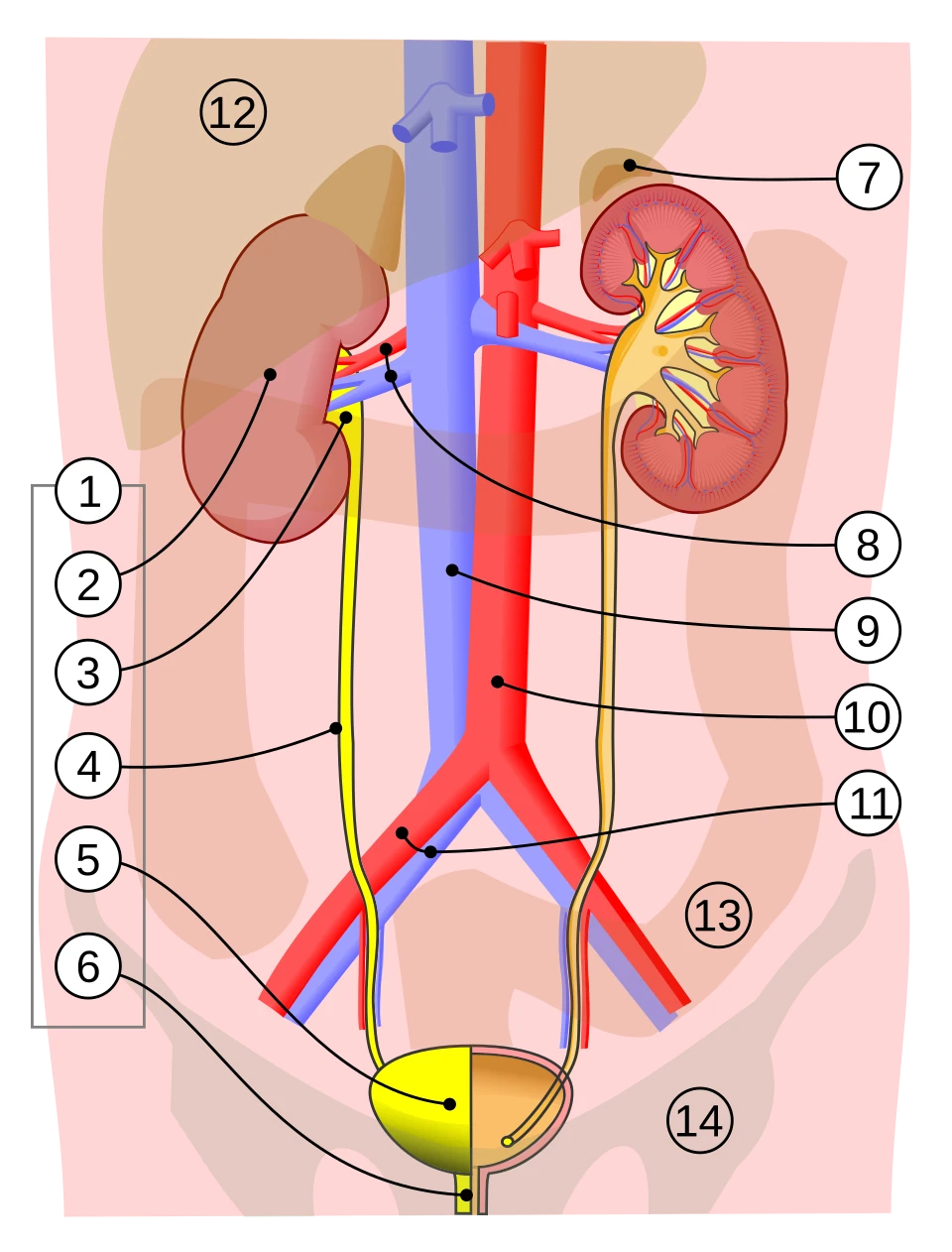 The kidneys and urinary tract from the front: 1 urinary system, 2 kidney, 3 renal pelvis, 4 ureter, 5 bladder, 6 urethra, 7 adrenal gland, 8 renal artery and vein, 9 inferior vena cava, 10 aorta, 11 common iliac artery and vein, 12 liver, 13 large intestine, 14 pelvis. The left kidney (right of picture) is drawn cut open.