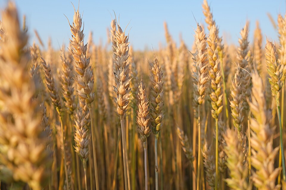Ripe wheat. Calories that store, from a crop you can save seed from.