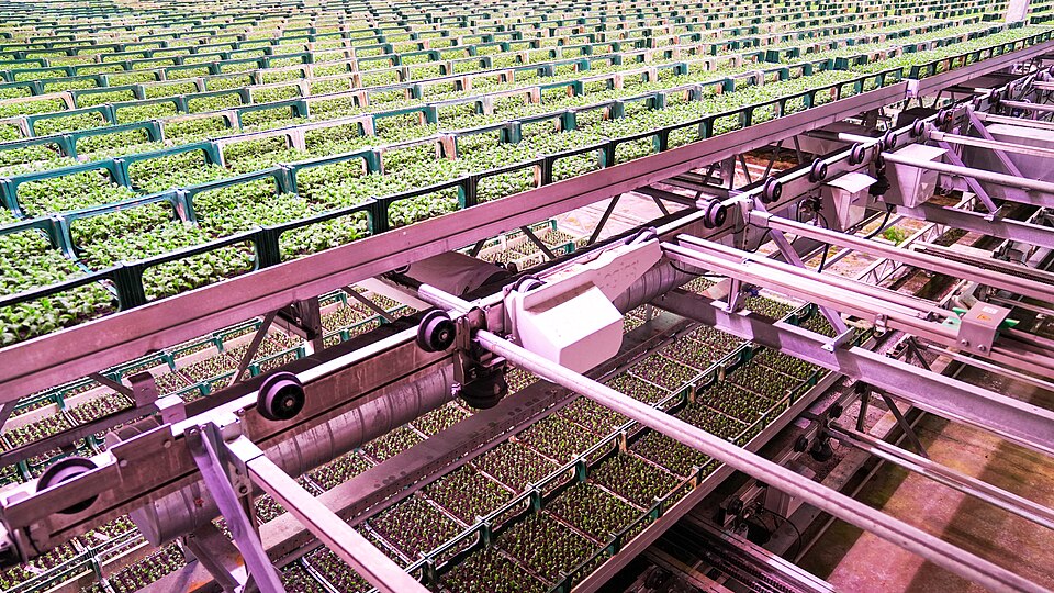 Seedling trays on automated racks under LED light in a vertical farming system (2025): every tier is lit, watered and cooled by machine, and every one of those draws electricity.