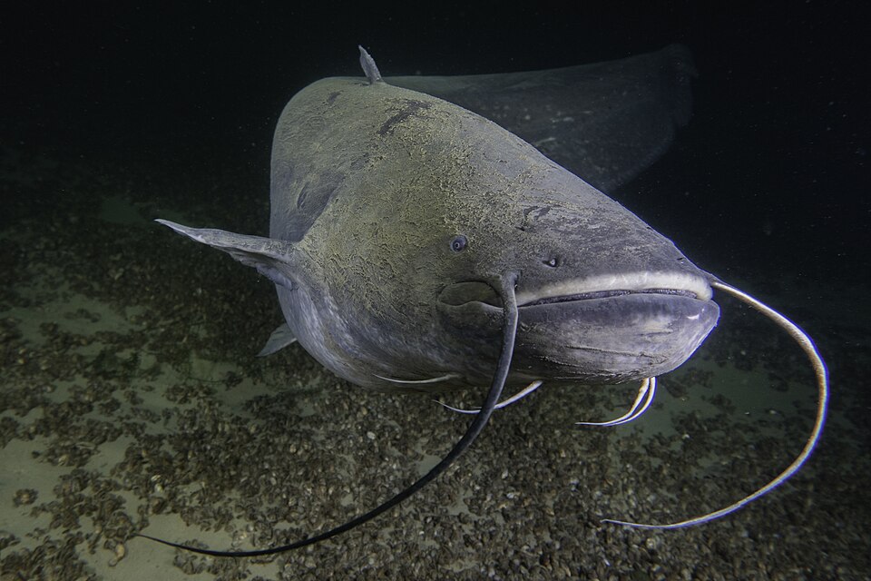 Catfish